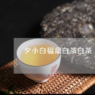 夕小白福鼎白茶白茶/2023082679525