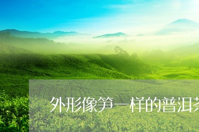 外形像笋一样的普洱茶/2023061465137