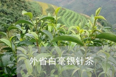 外省白毫银针茶/2023112431596