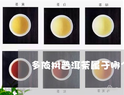 多依树普洱茶属于哪个茶区/2023121599261