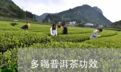 多喝普洱茶功效/2023121561604