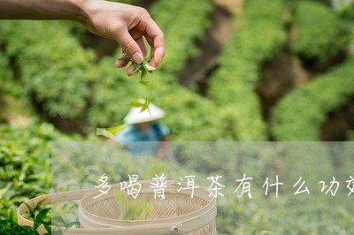 多喝普洱茶有什么功效/2023072488492