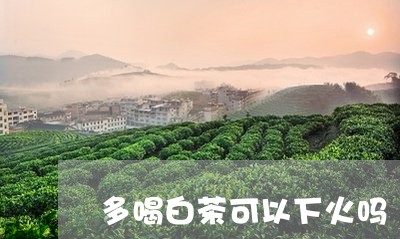 多喝白茶可以下火吗/2023121858173