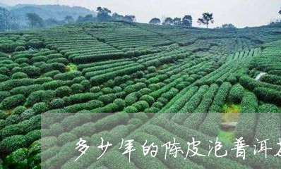 多少年的陈皮泡普洱茶/2023092929631