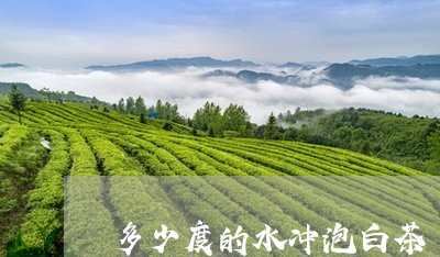 多少度的水冲泡白茶/2023081430582