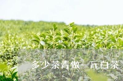 多少茶青做一斤白茶/2023071651602