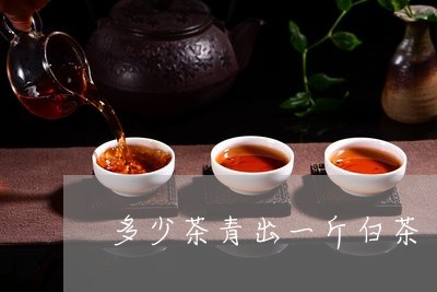 多少茶青出一斤白茶/2023081461826