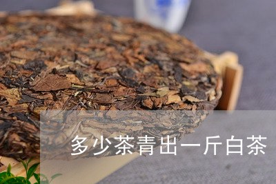 多少茶青出一斤白茶/2023121872817