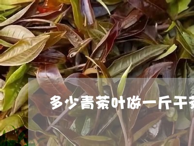 多少青茶叶做一斤干茶/2023061186027