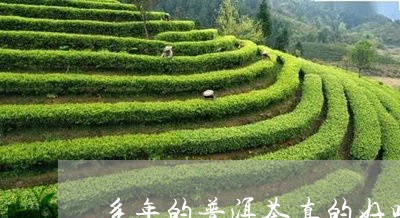 多年的普洱茶真的好吗/2023080369683