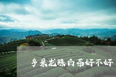 多采龙珠白茶好不好/2023081404168