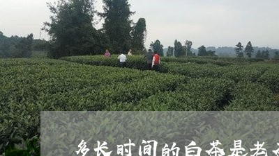 多长时间的白茶是老茶/2023092861616