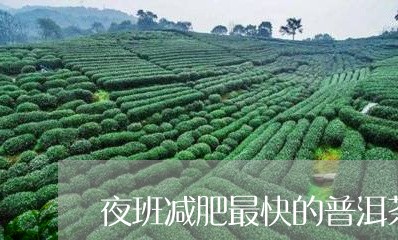 夜班减肥最快的普洱茶/2023080338480