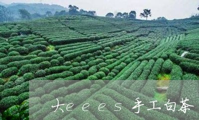 大eees手工白茶/2023081458571