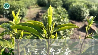 大三元普洱茶/2023090617362