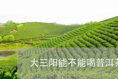 大三阳能不能喝普洱茶/2023061480036