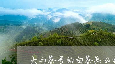 大与茶号的白茶怎么样/2023092884836