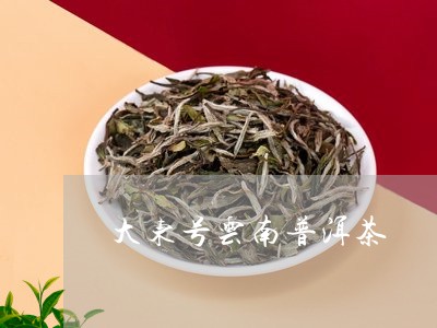 大东号云南普洱茶/2023101660483