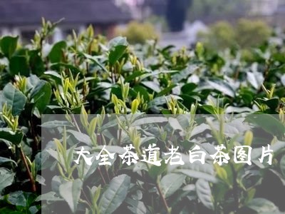 大全茶道老白茶图片/2023121894048