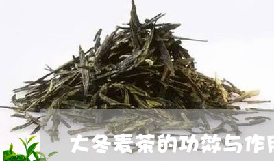 大冬麦茶的功效与作用/2023071536040