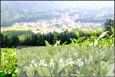 大凤喜普洱茶/2023042968327