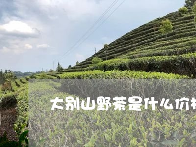 大别山野茶是什么价格/2023071512804