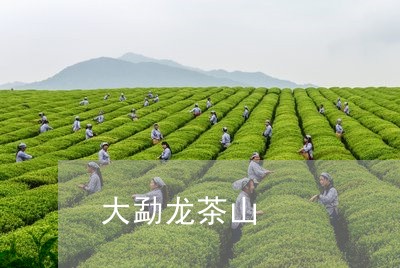 大勐龙茶山/2023090216058