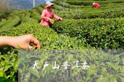 大卢山普洱茶/2023042955390