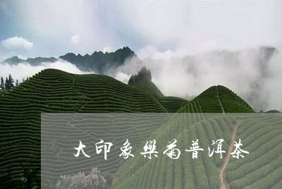 大印象乐菊普洱茶/2023121560614