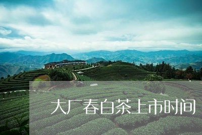 大厂春白茶上市时间/2023071645152