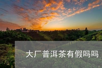 大厂普洱茶有假吗吗/2023071044916