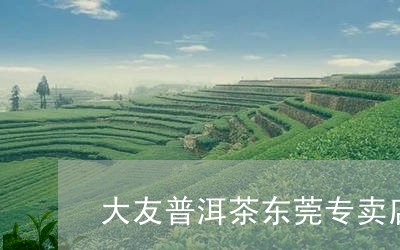 大友普洱茶东莞专卖店/2023092781704