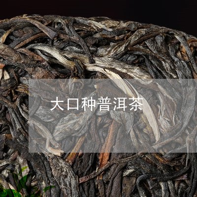 大口种普洱茶/2023042703429