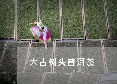 大古树头普洱茶/2023102675958