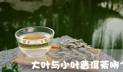 大叶与小叶普洱茶哪个好一点/2023102578383