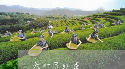 大叶子红茶/2023110972705