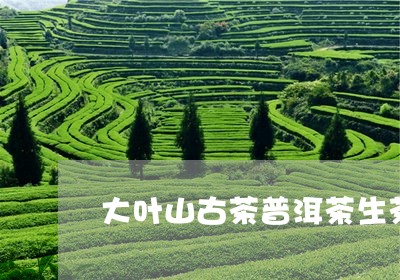 大叶山古茶普洱茶生茶/2023080348150