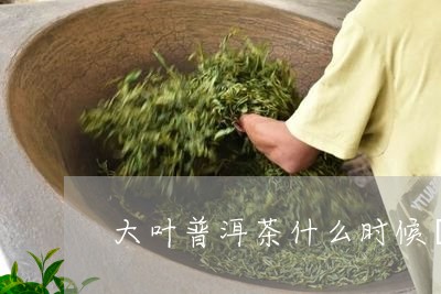 大叶普洱茶什么时候採/2023072229472