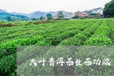 大叶普洱茶生茶功效/2023120588149