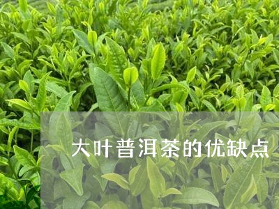 大叶普洱茶的优缺点/2023121530605