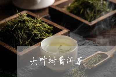 大叶树普洱茶/2023110538147