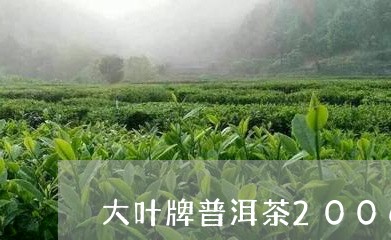 大叶牌普洱茶2006/2023100516168