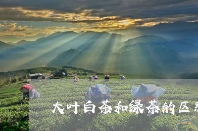 大叶白茶和绿茶的区别/2023092815369