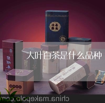 大叶白茶是什么品种/2023121824251