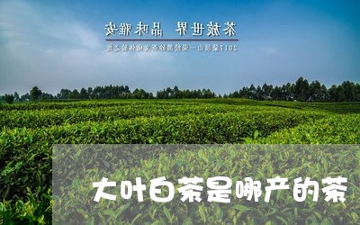 大叶白茶是哪产的茶/2023121839502