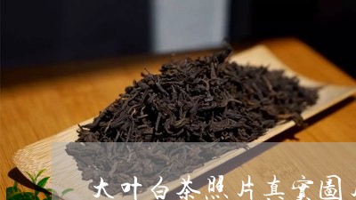 大叶白茶照片真实图片/2023092811404