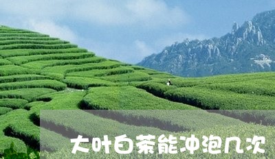 大叶白茶能冲泡几次/2023121877260