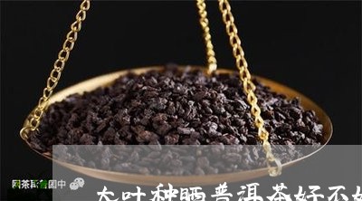 大叶种晒普洱茶好不好呢/2023121567270