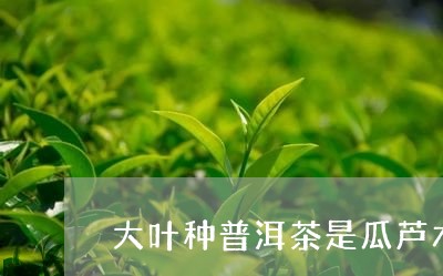 大叶种普洱茶是瓜芦木/2023061573037