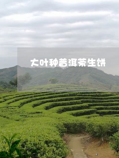 大叶种普洱茶生饼/2023101614159